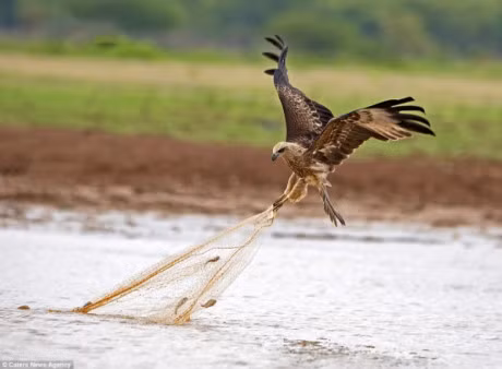 Top su that bat ngo ve chim dieu hau - Anh 3