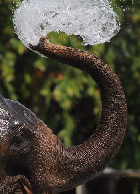 An elephant sprays itself water from a fountain ahead of the annual Perahera festival of the historic Kelaniya Buddhist Temple in Kelaniya, Sri Lanka. Hundreds of devotees and onlookers gathered for the annual elephant pageant, held on the night before the full moon in January, to commemorate the visit of Lord Buddha to the temple.