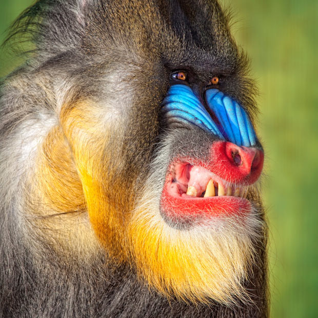 A mandrill named Azumeh snarls on command. Photographer Robert Jensen photographed Azumeh