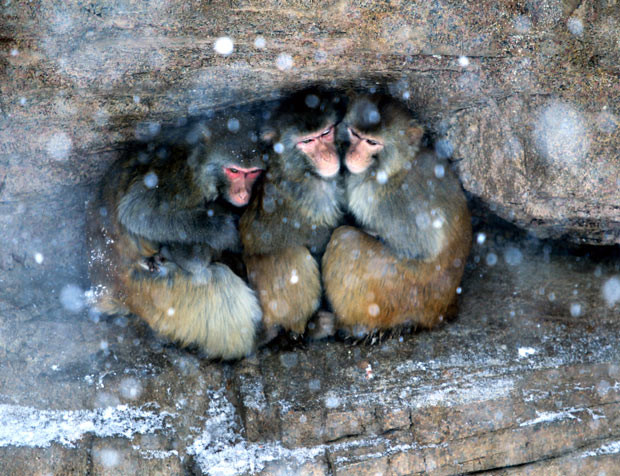 Ảnh động vật đẹp trong tuần ảnh 5 Monkeys cling together to keep warm during a snowfall at Yantai Zoo in China