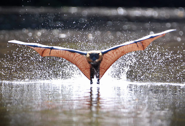 Ảnh động vật đẹp trong tuần ảnh 6 A grey-headed flying fox bat cools off during the heatwave that is affecting Melbourne by skimming along the surface of the Yarra River. Body surfing along the river with their kite-like wings helps them keep their cool. The grey-headed flying-foxes die by the dozens when the mercury hits the high-30s on consecutive days. Expert on threatened species Bram Mason said the Yarra Bend colony used the river to tremendous effect. Skimming the river cools the surface of their wings and droplets of water kicked up as they touchdown helps bring down their body temperature, Dr Mason said.