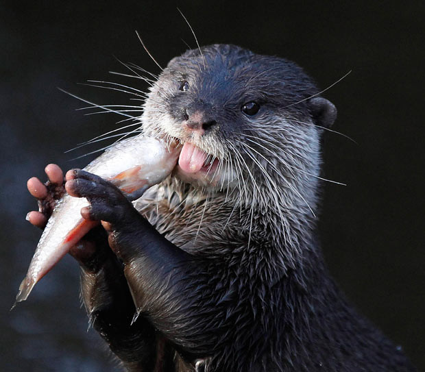 An Asian short-clawed otter eats a fish in its enclosure at Chester Zoo. The smallest of the world’s otter species are part of a breeding programme at the zoo as they are classed as being vulnerable in the wild. [We are slightly freaked out by its human hands.]