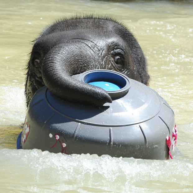 Mali the baby elephant celebrated her second birthday in style with birthday cake and a new toy. The elephant seemed overjoyed when keepers at Melbourne Zoo presented her with a cake in the shape of the number 2. Mali then took to the pool in her enclosure to play with a new toy, a large floating barrel ball.