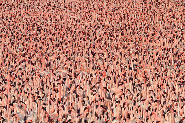 More than one million flamingos gather together at a lake. Photographer Steve Garvie from Fife in Scotland, captured the scene while on holiday in Kenya