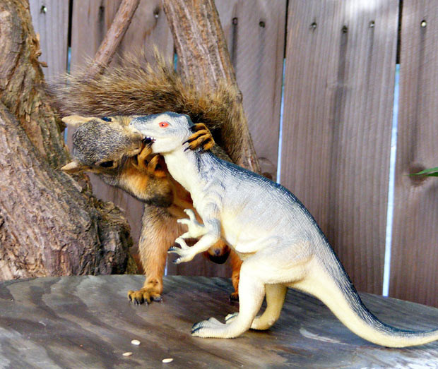Ảnh động vật đẹp trong tuần ảnh 1 A squirrel appears to give a toy dinosaur a kiss. The squirrel eyed up the plastic prehistoric toy on a garden table before moving in to give it a hug. It then leant over to plant a kiss on its mouth - all the while cradling the T-Rex’s head. But the inter-species romantic attraction has a simple explanation. Photographer Elliott C Nathan had placed a seed in the dinosaur’s mouth. He explains: