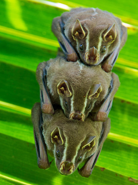 This family of three striped yellow-eared bats appear to pose for the camera as they huddle together in a palm tree. Photographer James Christensen stumbled across the rare creatures during a holiday in Achiote, Panama.