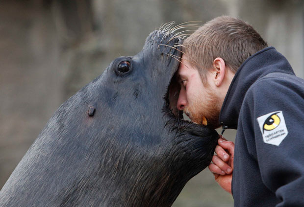 A keeper looks inside the mouth of a South American sea lion at Schoenbrunn Zoo in Vienna