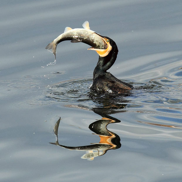 A cormorant gulps down a mullet at Namdae Stream in the city of Gangneung on South Korea