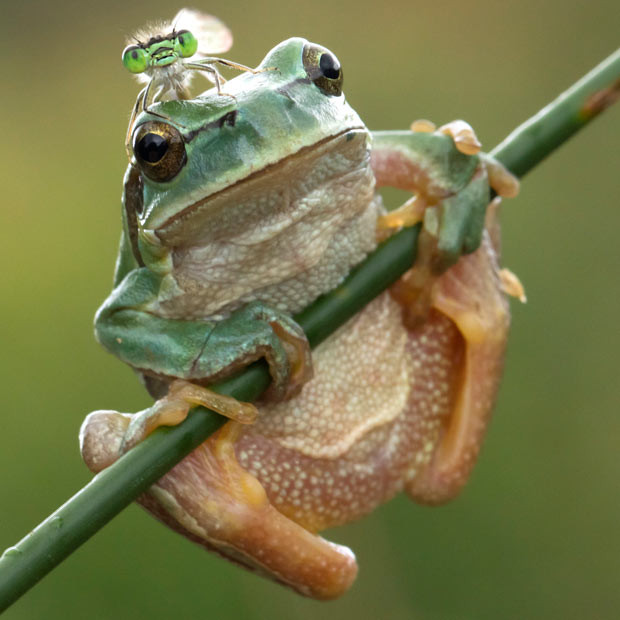 A green-eyed dragonfly perches on the back of a frog. Photographer Luis Carlos Barriuso captured the scene in marshland in Marim, near Bilbao, Spain.
