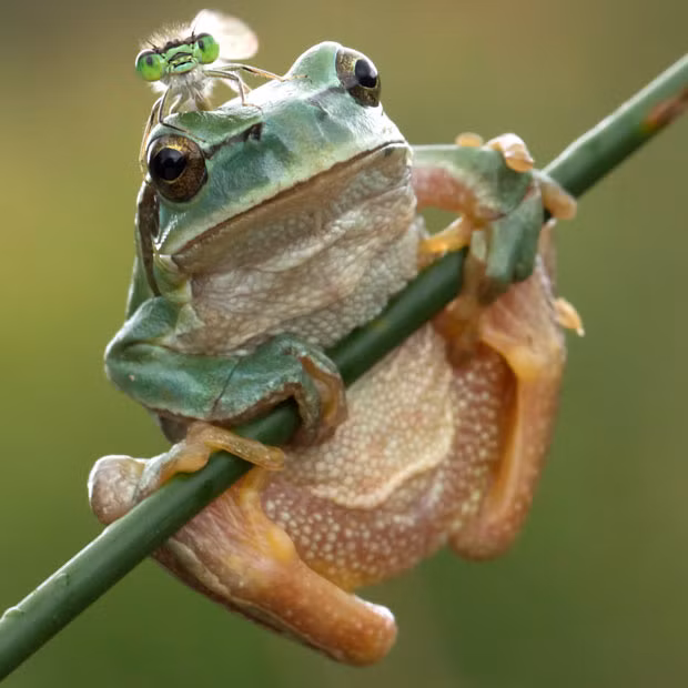 A green-eyed dragonfly perches on the back of a frog. Photographer Luis Carlos Barriuso captured the scene in marshland in Marim, near Bilbao, Spain.