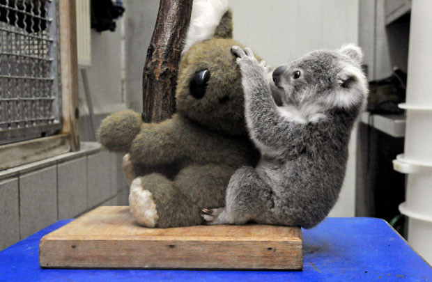 Ảnh động vật đẹp trong tuần ảnh 4 Koala bear