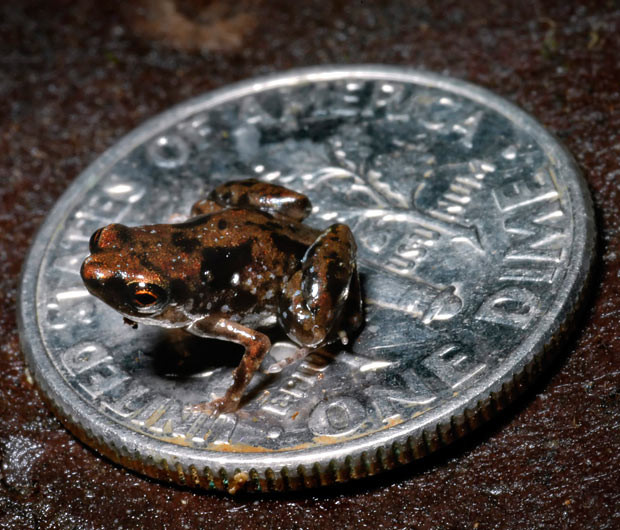 The smallest vertebrate on Earth - a frog just a quarter of an inch long - has been discovered by scientists. The tiny frog has been named Paedophryne amauensis after Amau Village in Papua New Guinea in the Pacific Ocean where it was found. Its adult body size ranges from just 7 to 8 mm - just over a quarter of an inch long. It has snatched the 