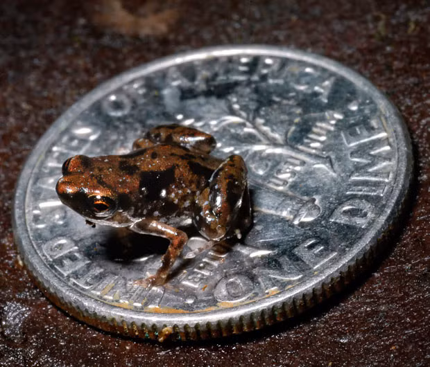 The smallest vertebrate on Earth - a frog just a quarter of an inch long - has been discovered by scientists. The tiny frog has been named Paedophryne amauensis after Amau Village in Papua New Guinea in the Pacific Ocean where it was found. Its adult body size ranges from just 7 to 8 mm - just over a quarter of an inch long. It has snatched the 
