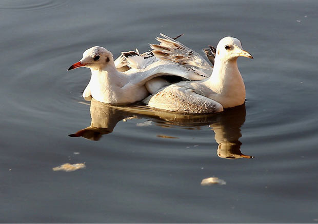 Ảnh động vật đẹp trong tuần ảnh 7 A pair of seagulls with their wings entwined are spotted floating on a lake in Kunming, Yunnan Province. According to photographer Sun Wei the birds were flying when they crashed into each other and fell into the water - causing their wings to become tangled up. He comments: