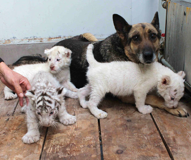 Rare white tiger triplets born last year at a safari park in Weihai, northern China
