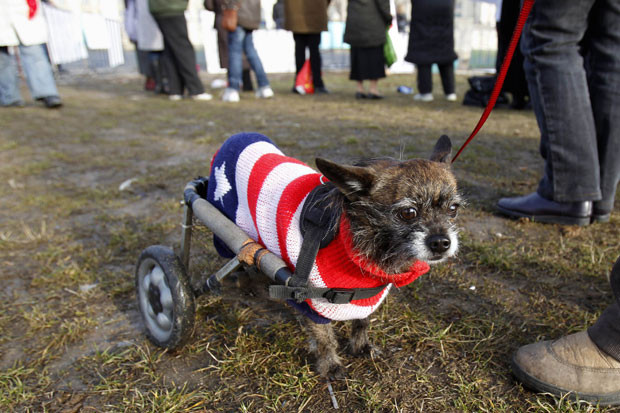 Hercules, a small dog that was rescued after an accident left its back legs paralysed, is seen during a protest by animal rights activists against the euthanasia of stray dogs, in front of Romania