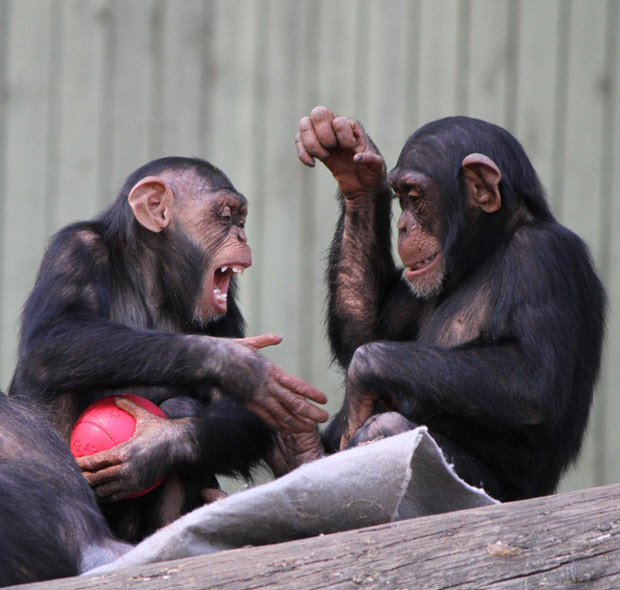 Mathias the chimpanzee clearly enjoys monkeying around with his new red ball - and isn