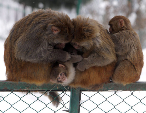 A monkey family huddles together to keep warm as sub-zero temperatures hit Tanmarg, 35 kilometres north of Srinagar, the summer capital of Indian Kashmir. The valley is witnessing severe cold as mercury has dipped to minus 5 degrees Celsius at night.