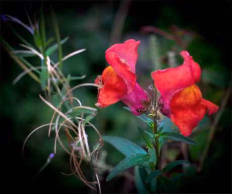 Ky la loai hoa bien hinh thanh 