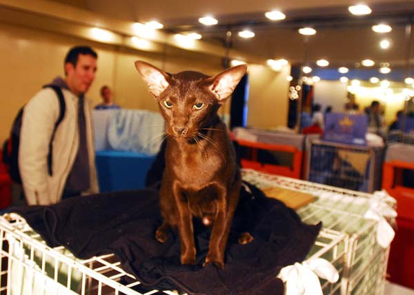 Argentina: Tổ chức cuộc thi sắc đẹp cho… mèo ảnh 3