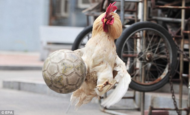 Những chú gà có tài chơi bóng đặc biệt ảnh 3 One of the birds showed that sort of threat in the air that was England’s defenders lacked Read more: http://www.dailymail.co.uk/news/worldnews/article-1291686/Chinese-cockerels-dazzle-World-Cup-mock-match.html#ixzz0sgQKPlSp