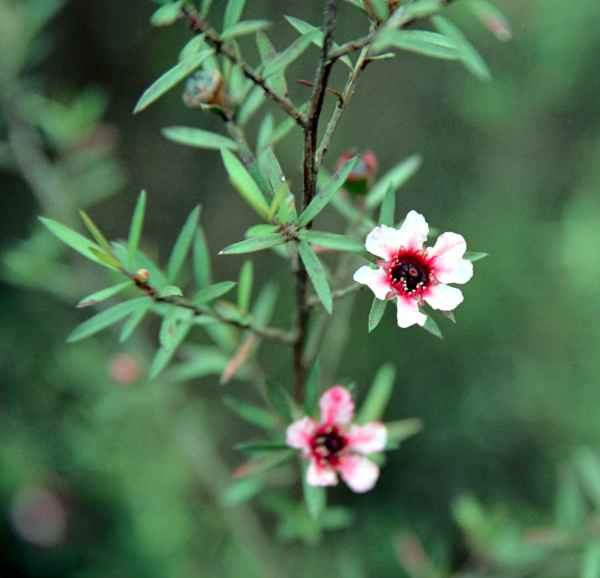 Dám thay đổi
