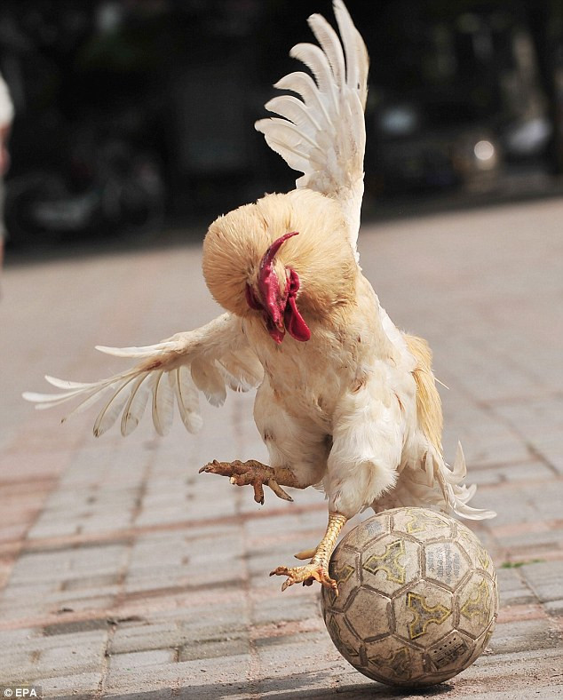 Những chú gà có tài chơi bóng đặc biệt ảnh 4 Both cockerels were surprisingly adept at controlling the ball Read more: http://www.dailymail.co.uk/news/worldnews/article-1291686/Chinese-cockerels-dazzle-World-Cup-mock-match.html#ixzz0sgQUa5kN