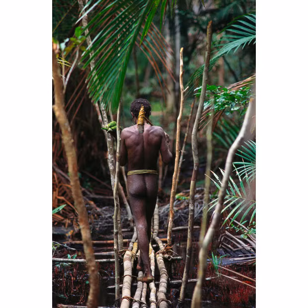 Until the late 1970s, when anthropologists embarked on a study of the tribe, the Korowai were unaware of the existence of any peoples other than themselves A Koroway man carrying a stone axe crosses a flooded area of the forest that has been bridged with a network of rattan-tied poles 