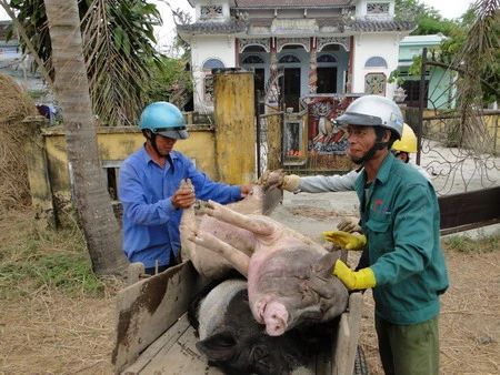 Dịch heo tai xanh tái phát ở Quảng Nam