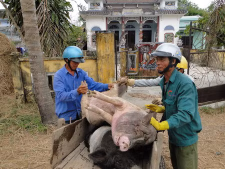 Dịch heo tai xanh tái phát ở Quảng Nam