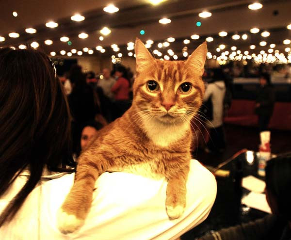 Argentina: Tổ chức cuộc thi sắc đẹp cho… mèo ảnh 1
