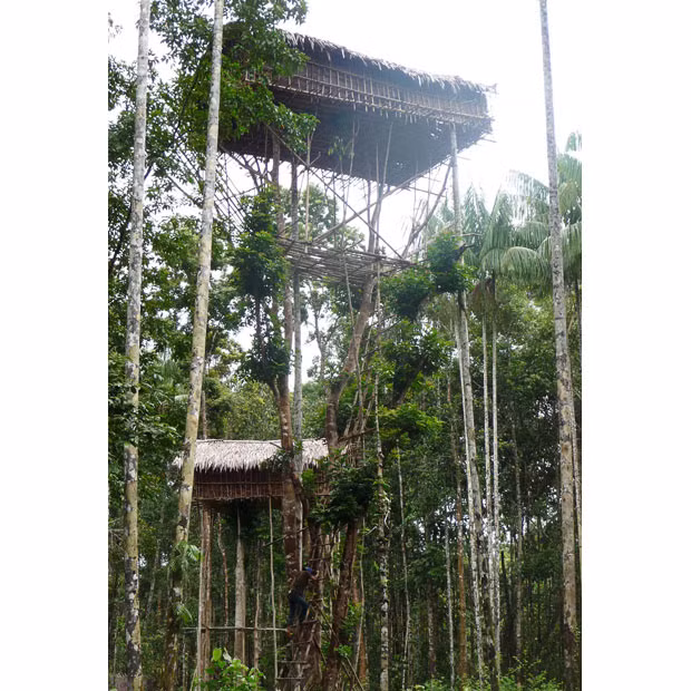 Houses belonging to the Koroway tribe stand in a forest near Merauke city in Indonesia’s Papua province