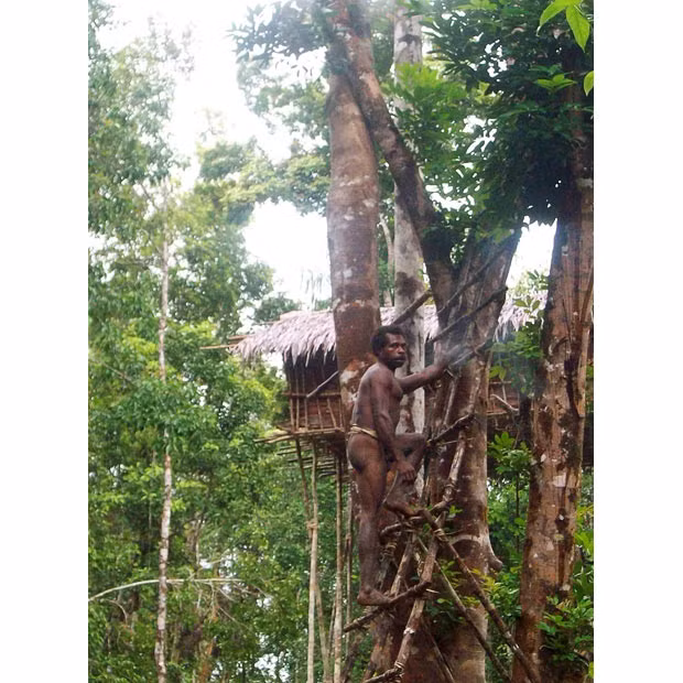 A group of hunter gatherers living in a remote Indonesian forest are thought to have become the first tribe to be officially recognised as tree-dwellers. The Korowai, or Koroway, from Indonesia’s easternmost region of Papua, live in tree houses, speak their own tribal language, and live off forest animals and plants A member of the Koroway tribe stands on a ladder leading to his house 