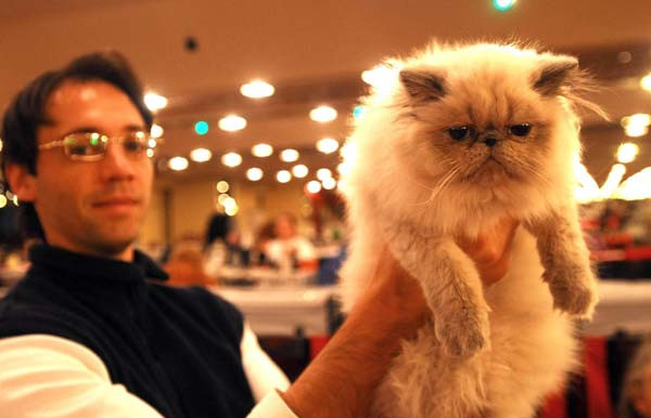 Argentina: Tổ chức cuộc thi sắc đẹp cho… mèo ảnh 4