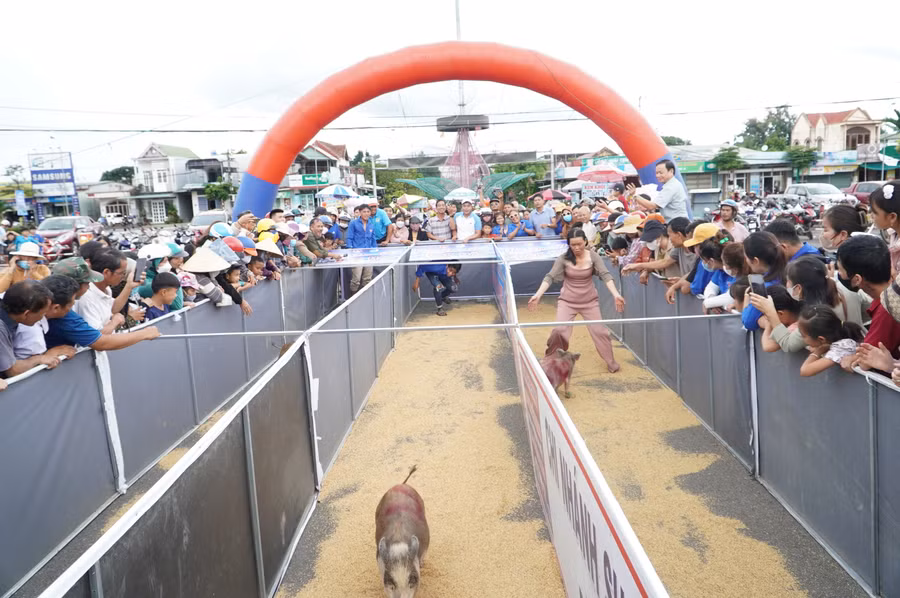 Hội đua heo sọc dưa với sự tham gia của 5 con heo tranh tài tại 2 vòng thi. Số heo này được người dân nuôi từ 9-12 tháng, nặng khoảng 25kg. Những con heo chạy trên đường đua khoảng 15m, người chủ chạy theo sau cổ vũ và hỗ trợ các "thí sinh".