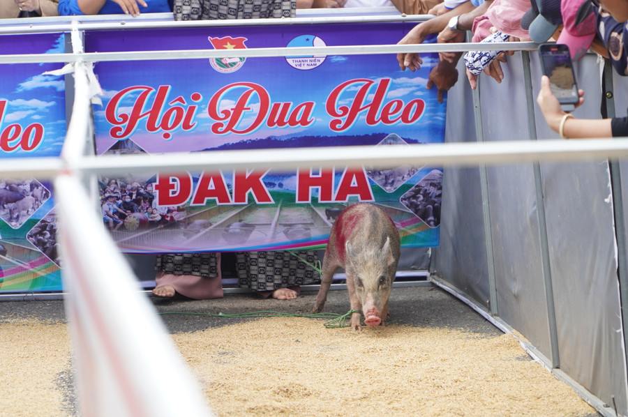 Những con heo tham gia cuộc thi được đánh số thứ tự từ 1-5. Những con heo tham gia cuộc thi được đánh số thứ tự từ 1-5.