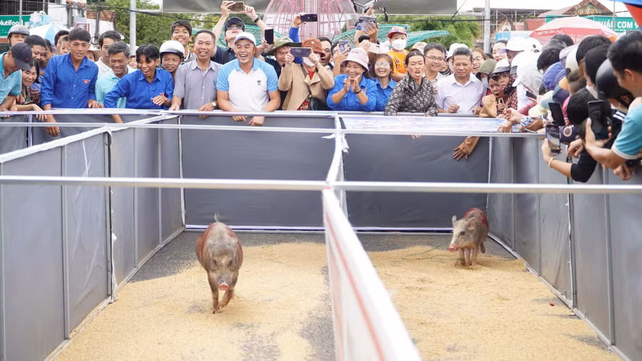 Người dân cổ vũ nhiệt tình cho những con heo.