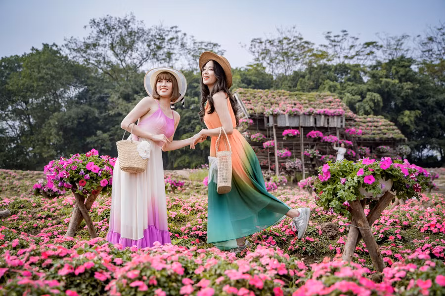 Vườn hoa dạ yến thảo và ngọc thảo nở rộ được trồng theo kiểu triền đồi tạo nên không gian nền thơ mộng cho những bức ảnh.