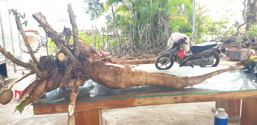 Củ mì dài nhất 1,3m. Củ mì dài nhất 1,3m.