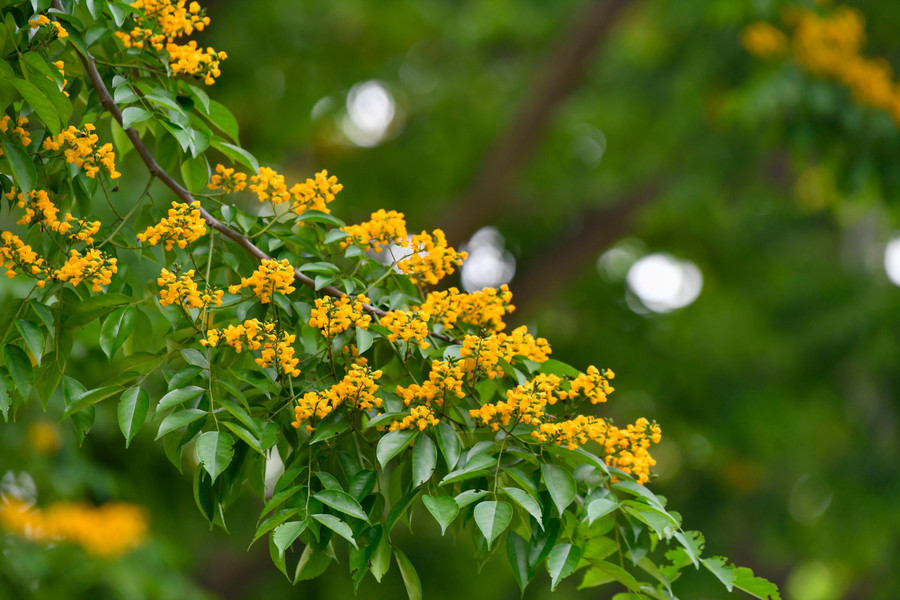 Hoa giáng hương có màu vàng, nhỏ li ti phủ trên những tán lá, nhìn từ xa thì rực rỡ, nhưng lại gần lại như thoắt ẩn thoắt hiện. Hoa giáng hương có màu vàng, nhỏ li ti phủ trên những tán lá, nhìn từ xa thì rực rỡ, nhưng lại gần lại như thoắt ẩn thoắt hiện.