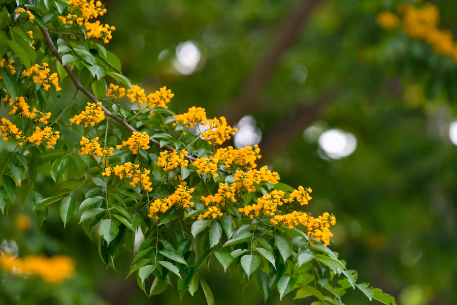 Hoa giáng hương có màu vàng, nhỏ li ti phủ trên những tán lá, nhìn từ xa thì rực rỡ, nhưng lại gần lại như thoắt ẩn thoắt hiện.