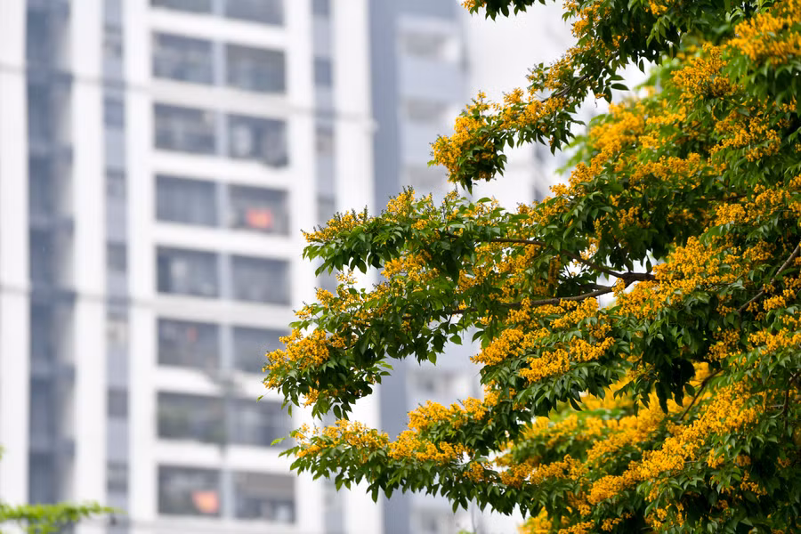 Khi tiết trời bắt đầu chuyển hè, trên những hàng lá xanh non bắt đầu điểm vàng những chùm hoa li ti rực rỡ.