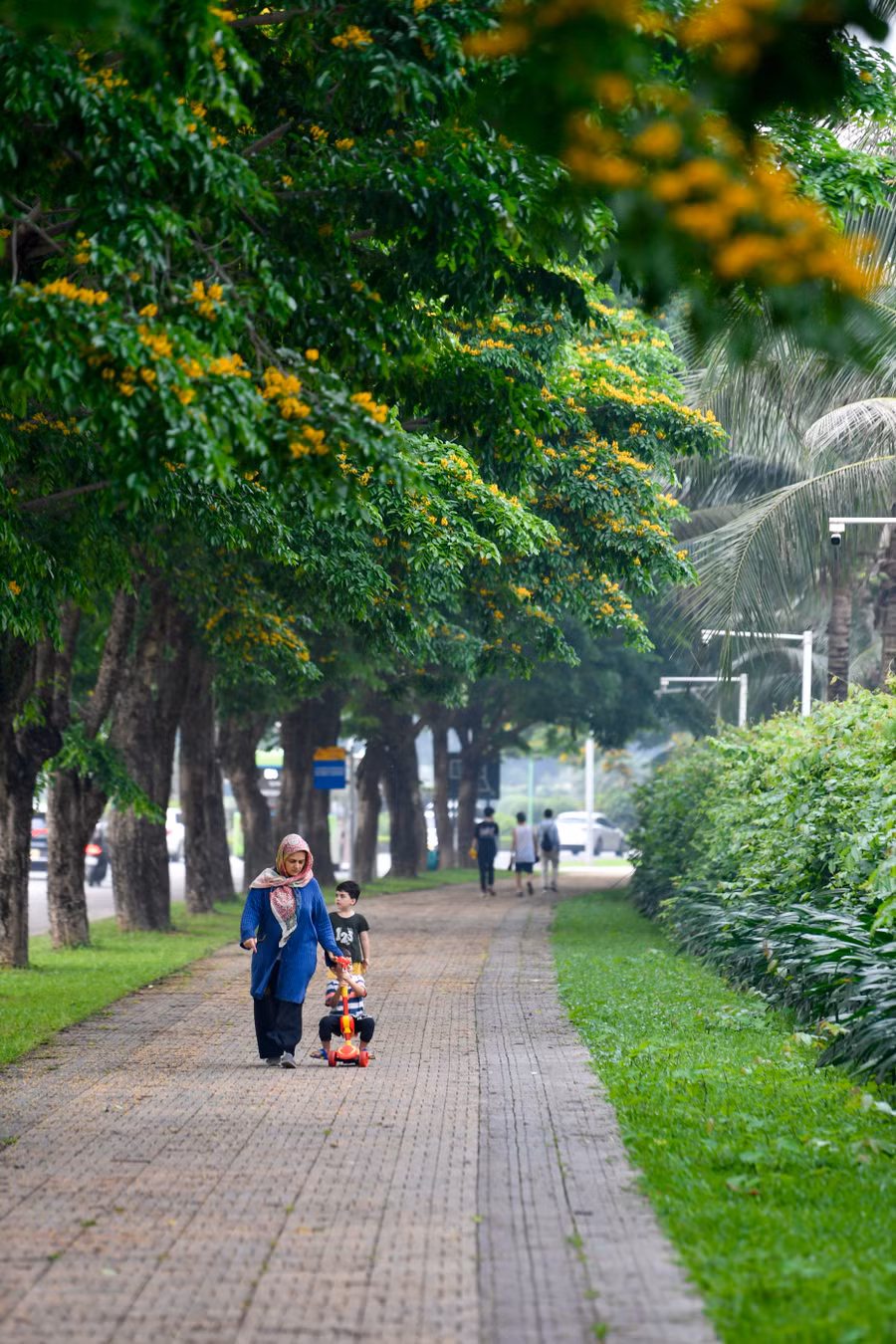 Hoa vàng trên nền lá xanh mướt tạo nên một khung cảnh yên bình giữa phố xá nhộn nhịp.