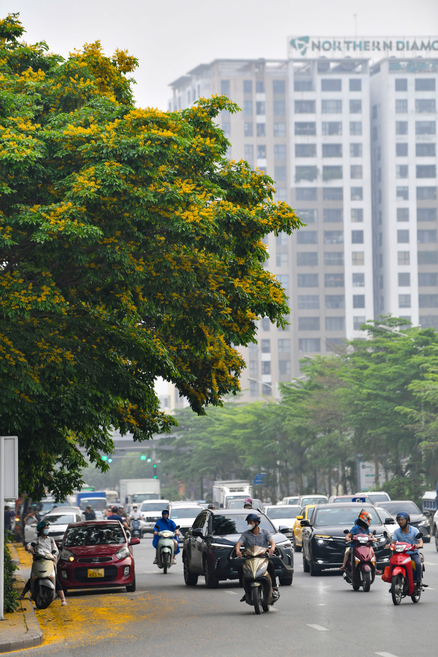 Cuối tháng 4. nhiều góc đường Hà Nội phủ vàng hoa giáng hương rụng, nhưng cái tên giáng hương vẫn khá xa lạ với nhiều người. Cuối tháng 4. nhiều góc đường Hà Nội phủ vàng hoa giáng hương rụng, nhưng cái tên giáng hương vẫn khá xa lạ với nhiều người.