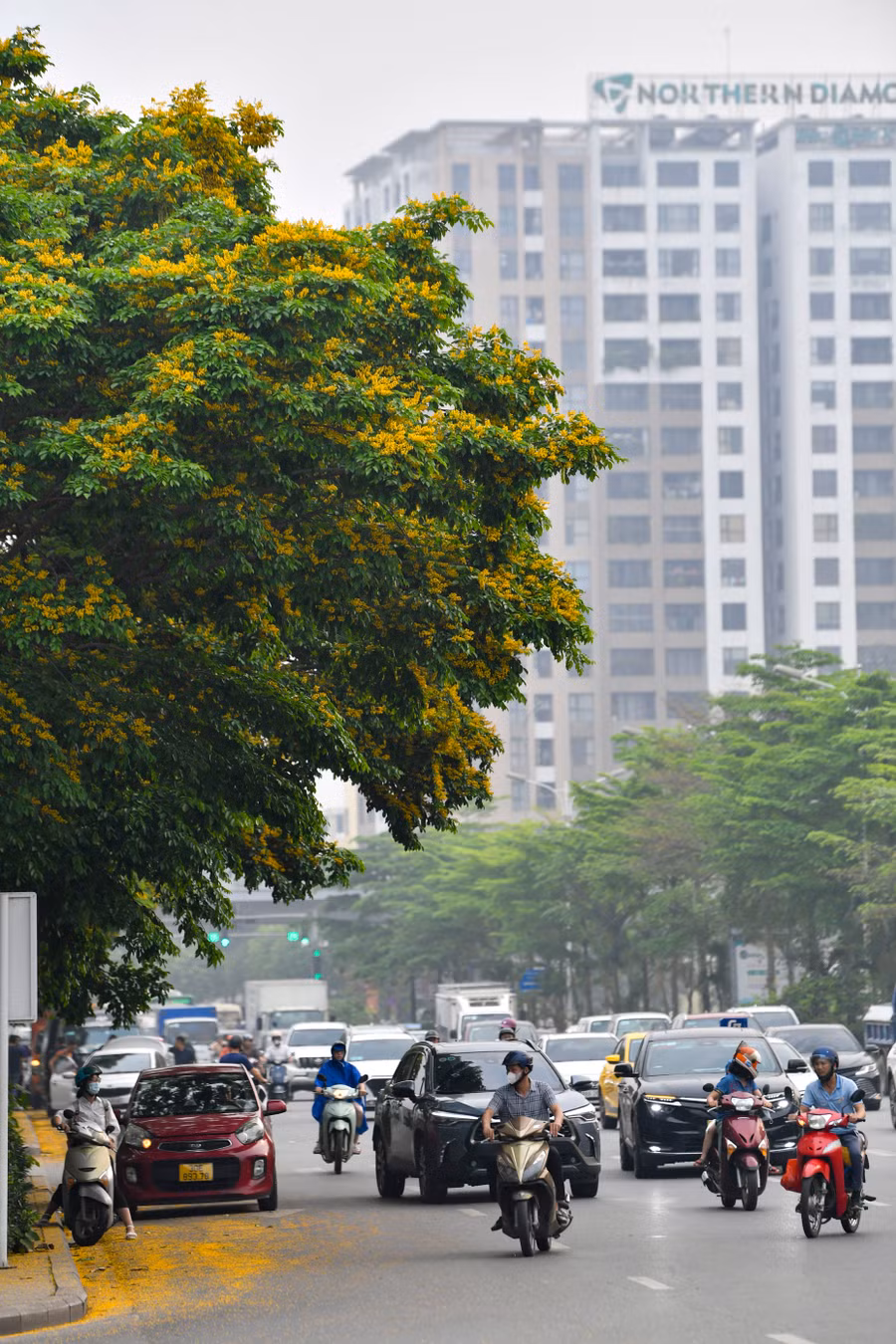 Cuối tháng 4. nhiều góc đường Hà Nội phủ vàng hoa giáng hương rụng, nhưng cái tên giáng hương vẫn khá xa lạ với nhiều người.