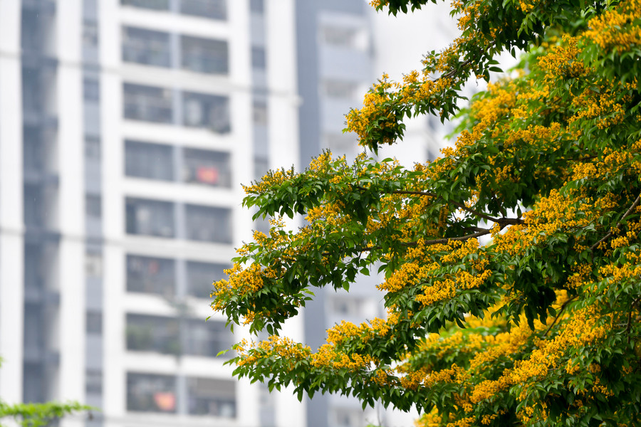 Khi tiết trời bắt đầu chuyển hè, trên những hàng lá xanh non bắt đầu điểm vàng những chùm hoa li ti rực rỡ. Khi tiết trời bắt đầu chuyển hè, trên những hàng lá xanh non bắt đầu điểm vàng những chùm hoa li ti rực rỡ.