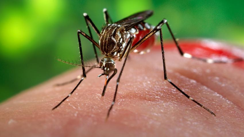 Những câu hỏi thường gặp về virus Zika gây bệnh đầu nhỏ ở trẻ