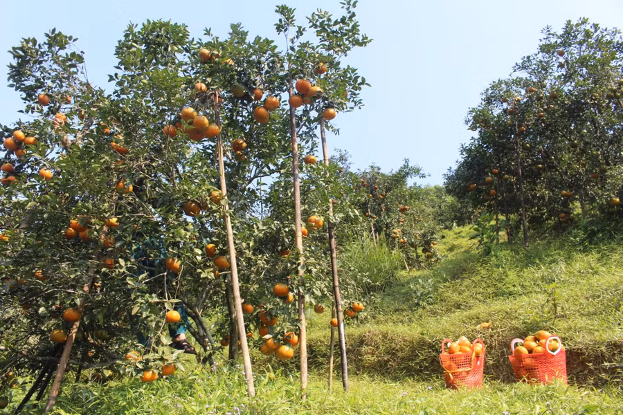 Vào dịp này, những vườn cam chín đỏ rực khắp các triền đồi. Theo các nhà vườn cho biết, đã lâu lắm rồi cam bù mới chín rộ sớm như năm nay.