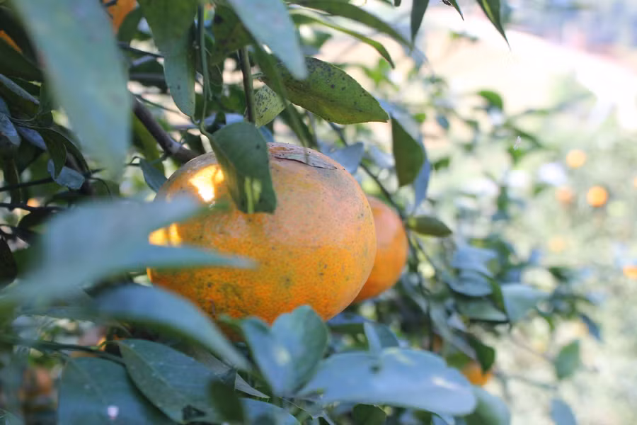 Giống cam bù có trọng lượng trung bình mỗi quả nặng khoảng 0,3kg, có những quả nặng hơn 0,7kg.