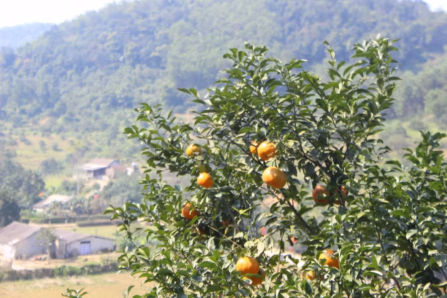 Hà Tĩnh: "Thủ phủ" cam bù đỏ rực chờ Tết ảnh 11